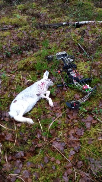 metsäjänis