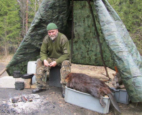 Majava