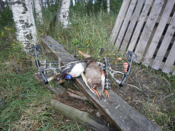 Telkkä ja heinäsorsa