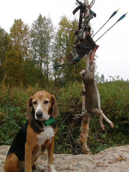 Metsäjänis