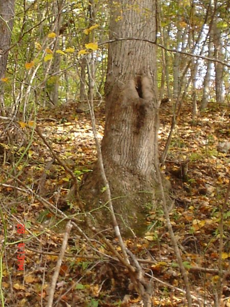 Äippä