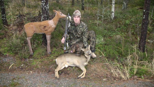 Metsäkauris