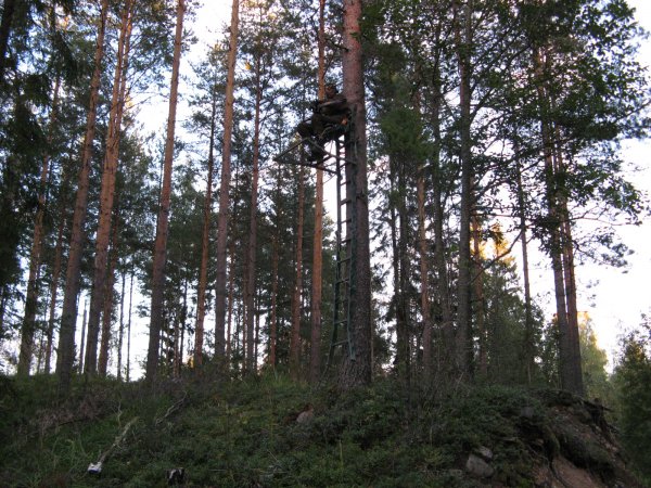 Kytistelemässä