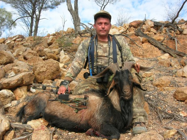 Feral Goat (villi vuohi)