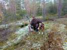 Metsäjänis
